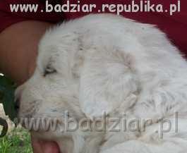 sunia2007.jpg - Owczarek Podhalański - BYSTRA BORA Badziar (4 tydzień)