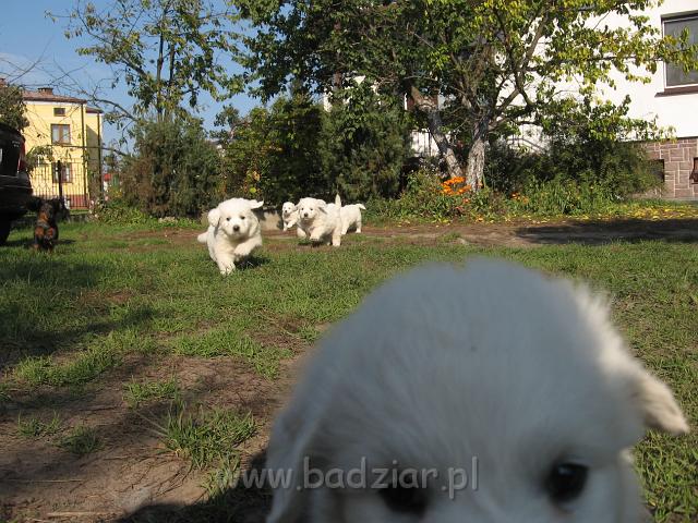 ps_2100.jpg - Moje oczy mówią same za siebie. Reszta musi mnie gonić.