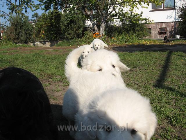 ps_2102.jpg - Rządkiem panie i panowie.