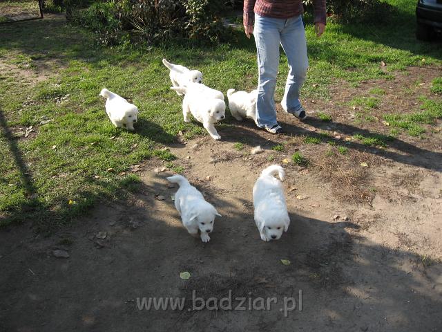 ps_2105.jpg - Strasznie lubią łazić za człowiekiem :)