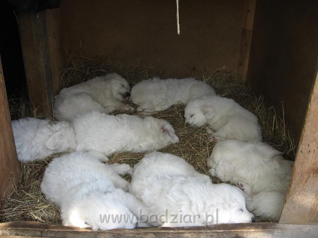 ps_2286.jpg - Po sowitym posiłku i wesołej zabawie cała gromadka poszła sobie spać do budy.