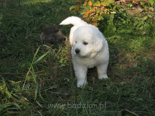 ps_2313.jpg - Tylko patrzę co by tu spsocić :)
