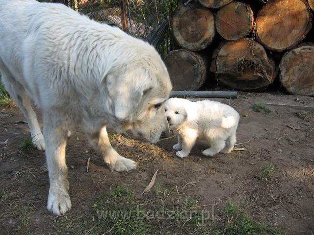 ps_2345.jpg - Szceniaki często bawią się nie tylko z Mamą ale też i z Babcią i Ciotką.