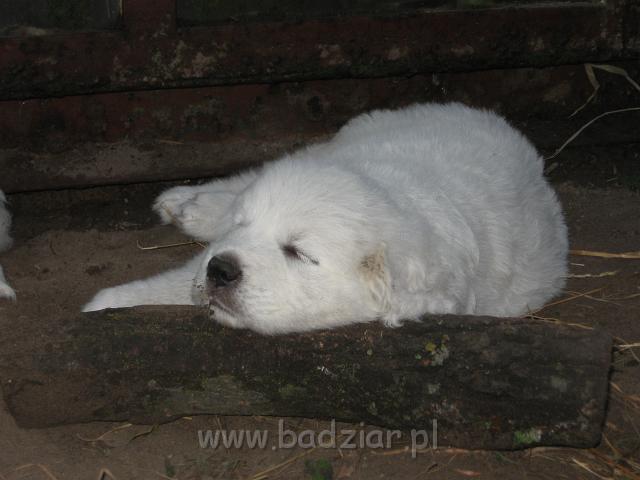 ps_2375.jpg - 2006-10-29 Persik znalazł sobie świetny podgłówek
