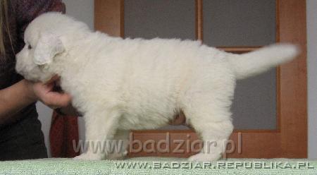 p1-007.jpg - Owczarek Podhalański - PRZYMILNY PERS2006-10-15 Mam już cztery tygodnie. Bardzo lubię się bawić ale nie jestem zbyt nachalny. Jak ktoś nie chce to nie.