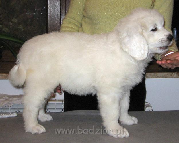 p1-013.jpg - Owczarek Podhalański - PRZYMILNY PERS2006-11-05 Znowu chyba urosłem:) W ciągu ostatniego tygodnia utyłem 1,24 kg.
