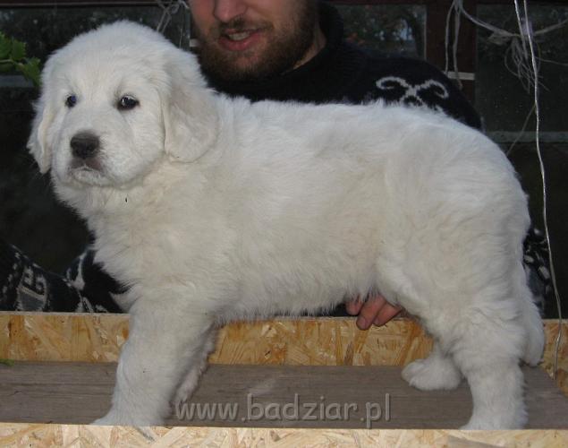 s1-011.jpg - Owczarek Podhalański - PRZYTULANKA PANDA2006-10-29 Przezywają mnie Gigantka ponieważ jestem największa i najpotężniejsza z całego miotu.