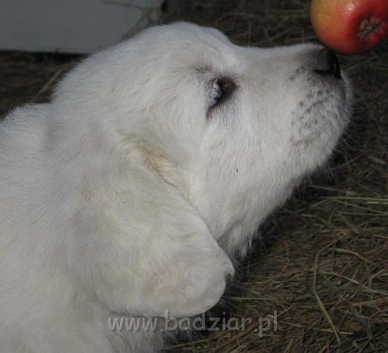 s1-012.jpg - Owczarek Podhalański - PRZYTULANKA PANDA2006-10-29 Lubię psoty i zabawy, nie jestem strachliwa. Jak przystało na największego stwora z całej tej ferajny mam najmocniejszą głowę.
