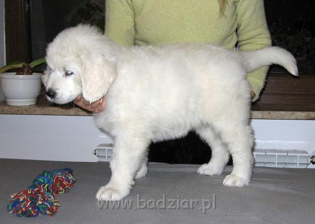s1-013.jpg - Owczarek Podhalański - PRZYTULANKA PANDA2006-11-05 Znowu chyba urosłam:) W ciągu ostatniego tygodnia utyłam 1,13 kg.