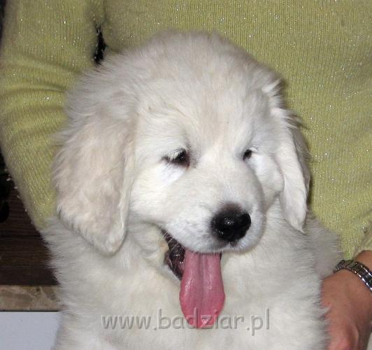 s1-014.jpg - Owczarek Podhalański - PRZYTULANKA PANDA2006-11-05 Ale mam długi ozorek :) Jest tak samo zabawny jak ja :)
