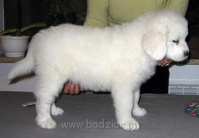 s2-013.jpg - Owczarek Podhalański - PSOTNA PIXI2006-11-05 Znowu chyba urosłam:) W ciągu ostatniego tygodnia utyłam 1,11 kg.