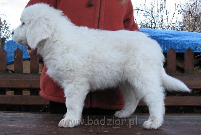 s2-015.jpg - Owczarek Podhalański - PSOTNA PIXI2006-11-12 Ja ciągle nie wiem co będę dalej robić. Jestem bardzo radosna i żywiołowa. Bieganie wokoło działki daje mi dużo radości.