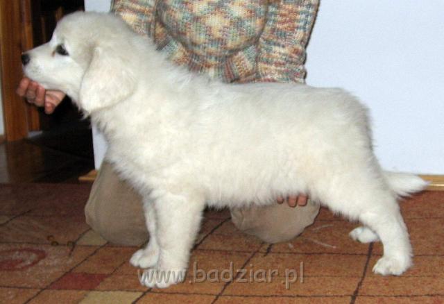 s2-017.jpg - Owczarek Podhalański - PSOTNA PIXI2006-11-20 PIXI w wieku 2 miesięcy i 3 dni