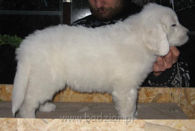 s3-011.jpg - Owczarek Podhalański - PRZYLEPA PUMA2006-10-29 Jestem Puma i po kociemu lubię się lenić i pieścić co nie znaczy jednak, że nie potrafię błyskawicznie reagować na zaczepki innych.