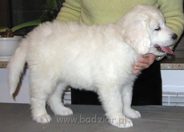 s3-013.jpg - Owczarek Podhalański - PRZYLEPA PUMA2006-11-05 Znowu chyba urosłam:) W ciągu ostatniego tygodnia utyłam 1,28 kg ( wicemistrzyni tygodnia).