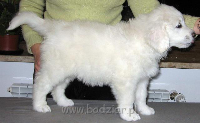 s4-013.jpg - Owczarek Podhalański - POCIESZNA PYZA2006-11-05 Znowu chyba urosłam:) W ciągu ostatniego tygodnia utyłam 1,13 kg.
