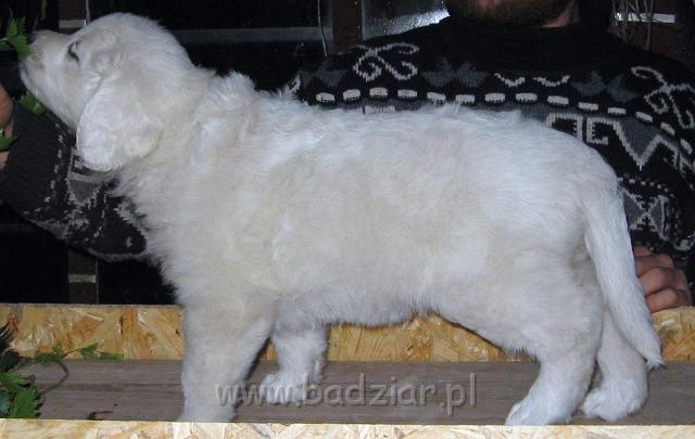 s5-011.jpg - Owczarek Podhalański - PRZEKORNA PROXIMA2006-10-29 Ja to zawsze wiem co chce. Jak mi się coś nie podoba to głośno protestuję.