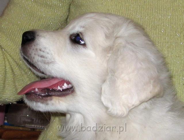s5-014.jpg - Owczarek Podhalański - PRZEKORNA PROXIMA2006-11-05 Nawet nie zdajecie sobie sprawy jak ciężko jest schować zabawki, które podkradam reszcie :)