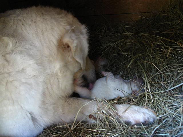 podhalan_7339.jpg - Owczarek Podhalański - dzieciństwo miotu  K..... K.....