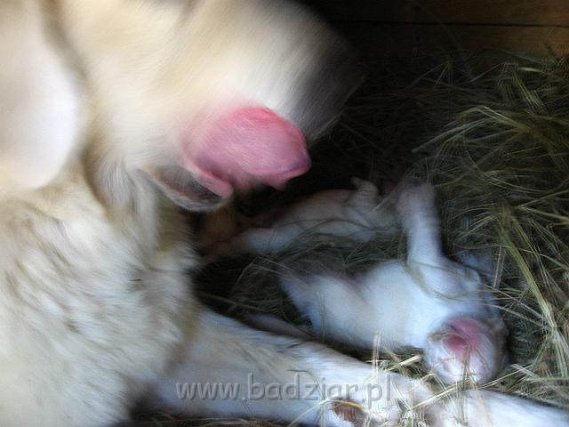 podhalan_7340.jpg - Owczarek Podhalański - dzieciństwo miotu  K..... K.....