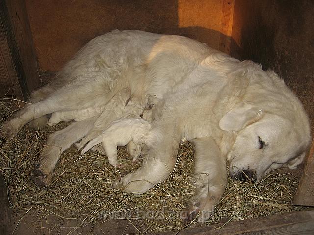 podhalan_7367.jpg - Owczarek Podhalański - dzieciństwo miotu  K..... K.....