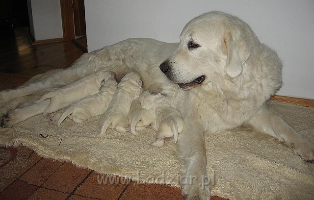podhalan_7369.jpg - Owczarek Podhalański - dzieciństwo miotu  K..... K..... - szczeniaczki skończyły 1 tydzieńPolish Tatra Shepherd - the childhood of the litter  K. .... K. .... - puppies ended first  week of their long life :)