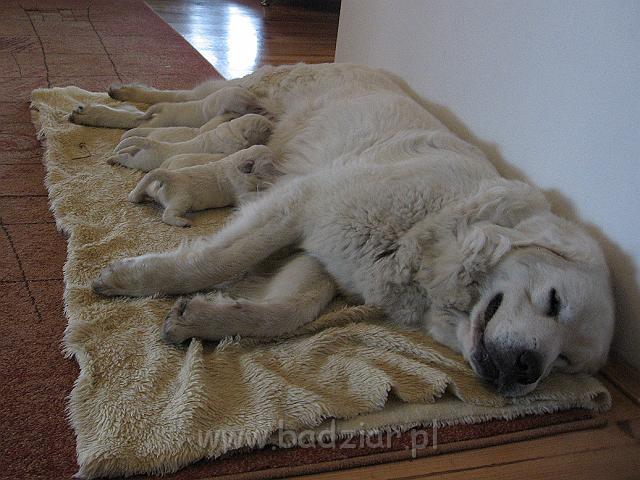 podhalan_7373.jpg - Owczarek Podhalański - dzieciństwo miotu  K..... K..... - szczeniaczki skończyły 1 tydzieńPolish Tatra Shepherd - the childhood of the litter  K. .... K. .... - puppies ended first  week of their long life :)