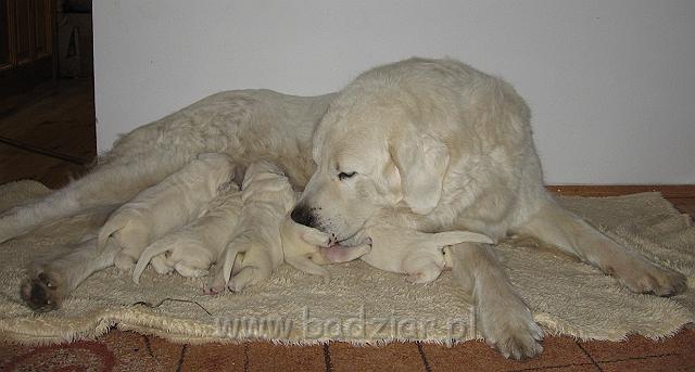 podhalan_7375.jpg - Owczarek Podhalański - dzieciństwo miotu  K..... K..... - szczeniaczki skończyły 1 tydzieńPolish Tatra Shepherd - the childhood of the litter  K. .... K. .... - puppies ended first  week of their long life :)