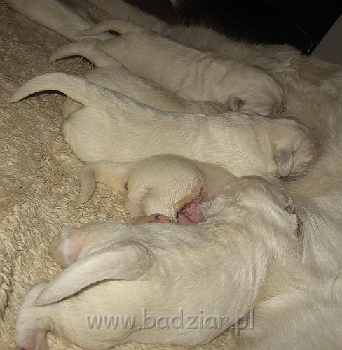 podhalan_7376.jpg - Owczarek Podhalański - dzieciństwo miotu  K..... K..... - szczeniaczki skończyły 1 tydzieńPolish Tatra Shepherd - the childhood of the litter  K. .... K. .... - puppies ended first  week of their long life :)