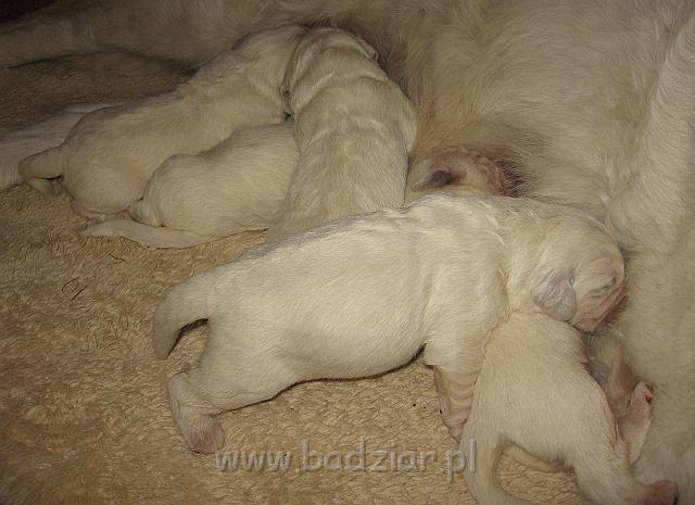 podhalan_7377.jpg - Owczarek Podhalański - dzieciństwo miotu  K..... K..... - szczeniaczki skończyły 1 tydzieńPolish Tatra Shepherd - the childhood of the litter  K. .... K. .... - puppies ended first  week of their long life :)