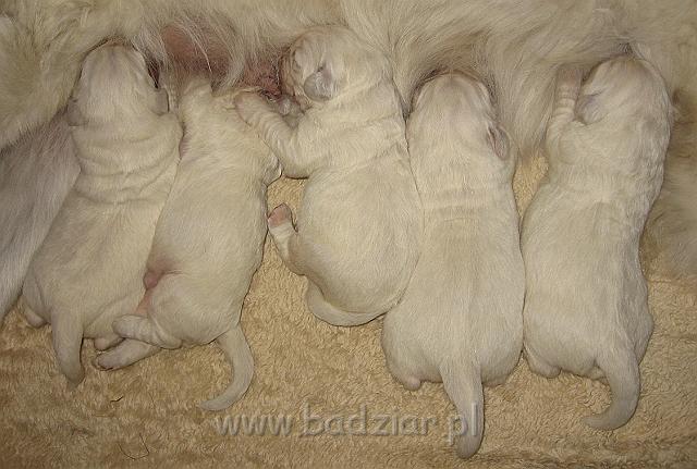 podhalan_7378.jpg - Owczarek Podhalański - dzieciństwo miotu  K..... K..... - szczeniaczki skończyły 1 tydzieńPolish Tatra Shepherd - the childhood of the litter  K. .... K. .... - puppies ended first  week of their long life :)