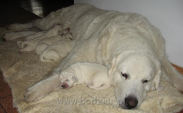 podhalan_7380.jpg - Owczarek Podhalański - dzieciństwo miotu  K..... K..... - szczeniaczki skończyły 1 tydzieńPolish Tatra Shepherd - the childhood of the litter  K. .... K. .... - puppies ended first  week of their long life :)