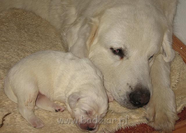 podhalan_7384.jpg - Owczarek Podhalański - dzieciństwo miotu  K..... K..... - szczeniaczki skończyły 1 tydzieńPolish Tatra Shepherd - the childhood of the litter  K. .... K. .... - puppies ended first  week of their long life :)