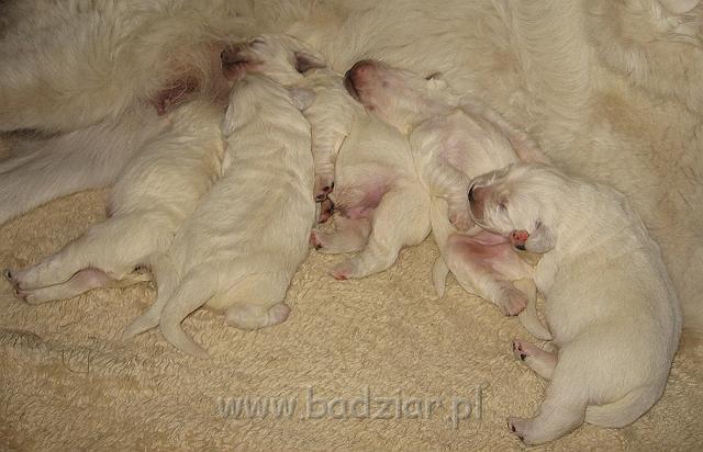 podhalan_7387.jpg - Owczarek Podhalański - dzieciństwo miotu  K..... K..... - szczeniaczki skończyły 1 tydzieńPolish Tatra Shepherd - the childhood of the litter  K. .... K. .... - puppies ended first  week of their long life :)
