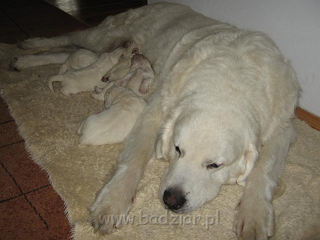 podhalan_7388.jpg - Owczarek Podhalański - dzieciństwo miotu  K..... K..... - szczeniaczki skończyły 1 tydzieńPolish Tatra Shepherd - the childhood of the litter  K. .... K. .... - puppies ended first  week of their long life :)