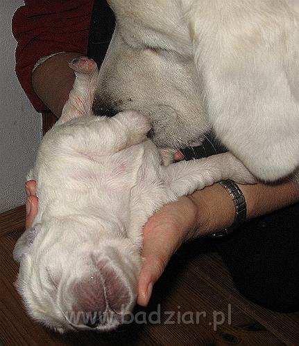 podhalan_7413.jpg - Owczarek Podhalański - dzieciństwo miotu  K..... K..... - szczeniaczki skończyły 1 tydzień (suczka)Polish Tatra Shepherd - the childhood of the litter  K. .... K. .... - puppies ended first  week of their long life :) (female)