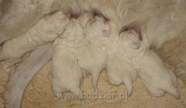 podhalan_7425.jpg - Owczarek Podhalański - dzieciństwo miotu  K..... K..... - szczeniaczki skończyły drugi tydzień.Polish Tatra Shepherd - the childhood of the litter  K. .... K. .... - puppies ended second  week of their long life :) 