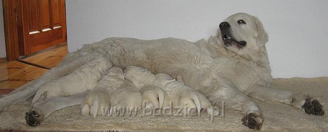 podhalan_7426.jpg - Owczarek Podhalański - dzieciństwo miotu  K..... K..... - szczeniaczki skończyły drugi tydzień.Polish Tatra Shepherd - the childhood of the litter  K. .... K. .... - puppies ended second  week of their long life :) 