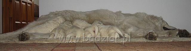podhalan_7428.jpg - Owczarek Podhalański - dzieciństwo miotu  K..... K..... - szczeniaczki skończyły drugi tydzień.Polish Tatra Shepherd - the childhood of the litter  K. .... K. .... - puppies ended second  week of their long life :) 