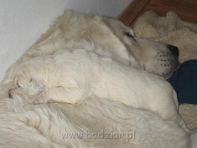 podhalan_7432.jpg - Owczarek Podhalański - dzieciństwo miotu  K..... K..... - szczeniaczki skończyły drugi tydzień.Polish Tatra Shepherd - the childhood of the litter  K. .... K. .... - puppies ended second  week of their long life :) 