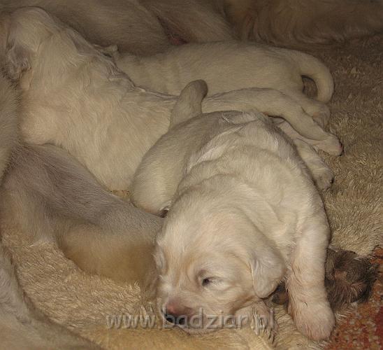podhalan_7433.jpg - Owczarek Podhalański - dzieciństwo miotu  K..... K..... - szczeniaczki skończyły drugi tydzień.Polish Tatra Shepherd - the childhood of the litter  K. .... K. .... - puppies ended second  week of their long life :) 