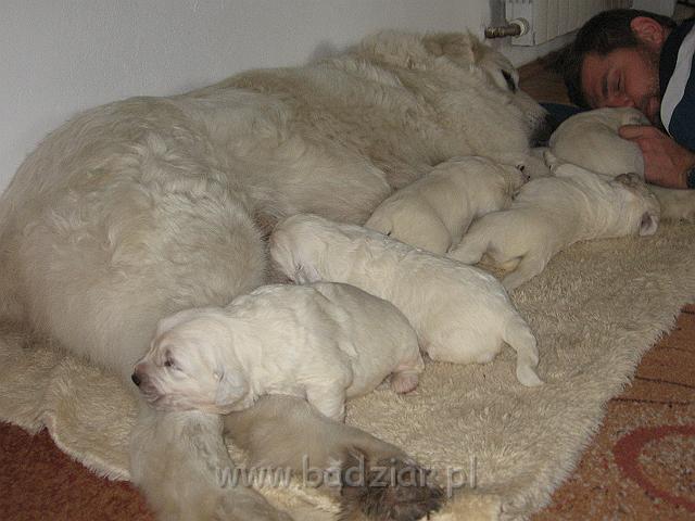 podhalan_7435.jpg - Owczarek Podhalański - dzieciństwo miotu  K..... K..... - szczeniaczki skończyły drugi tydzień.Polish Tatra Shepherd - the childhood of the litter  K. .... K. .... - puppies ended second  week of their long life :) 