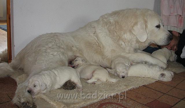 podhalan_7436.jpg - Owczarek Podhalański - dzieciństwo miotu  K..... K..... - szczeniaczki skończyły drugi tydzień.Polish Tatra Shepherd - the childhood of the litter  K. .... K. .... - puppies ended second  week of their long life :) 