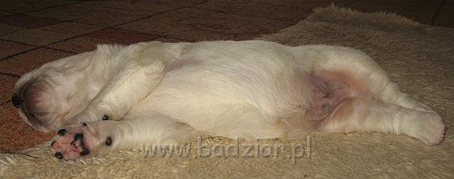 podhalan_7437.jpg - Owczarek Podhalański - dzieciństwo miotu  K..... K..... - szczeniaczki skończyły drugi tydzień.Polish Tatra Shepherd - the childhood of the litter  K. .... K. .... - puppies ended second  week of their long life :) 