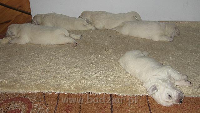 podhalan_7441.jpg - Owczarek Podhalański - dzieciństwo miotu  K..... K..... - szczeniaczki skończyły drugi tydzień.Polish Tatra Shepherd - the childhood of the litter  K. .... K. .... - puppies ended second  week of their long life :) 