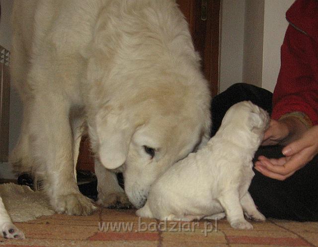 podhalan_7462.jpg - Owczarek Podhalański - dzieciństwo miotu  K..... K..... - szczeniaczki skończyły drugi tydzień.Polish Tatra Shepherd - the childhood of the litter  K. .... K. .... - puppies ended second  week of their long life :) 