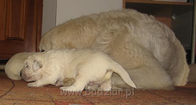 podhalan_7466.jpg - Owczarek Podhalański - dzieciństwo miotu  K..... K..... - szczeniaczki skończyły drugi tydzień.Polish Tatra Shepherd - the childhood of the litter  K. .... K. .... - puppies ended second  week of their long life :) 