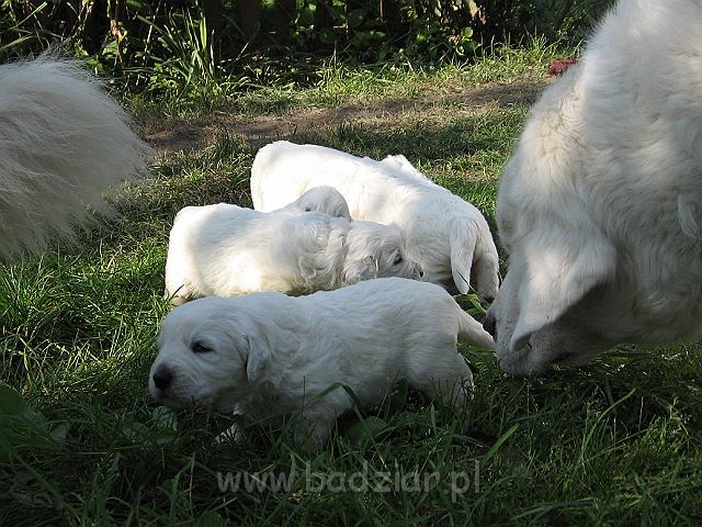 podhalan_7523.jpg - Owczarek Podhalański - dzieciństwo miotu  K..... K..... - szczeniaczki skończyły trzeci tydzień. Polish Tatra Shepherd - the childhood of the litter  K. .... K. .... - puppies ended third week of their long life :) 