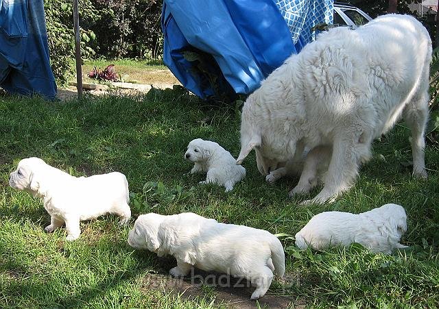 podhalan_7524.jpg - Owczarek Podhalański - dzieciństwo miotu  K..... K..... - szczeniaczki skończyły trzeci tydzień - z babcią Lawiną.Polish Tatra Shepherd - the childhood of the litter  K. .... K. .... - puppies ended third week of their long life :) Puppies with grandmother LAWA.