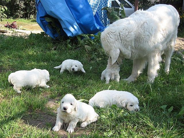 podhalan_7525.jpg - Owczarek Podhalański - dzieciństwo miotu  K..... K..... - szczeniaczki skończyły trzeci tydzień - z babcią Lawiną :)Polish Tatra Shepherd - the childhood of the litter  K. .... K. .... - puppies ended third week of their long life :) 